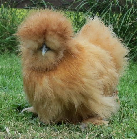 silkie chicks for sale sexed